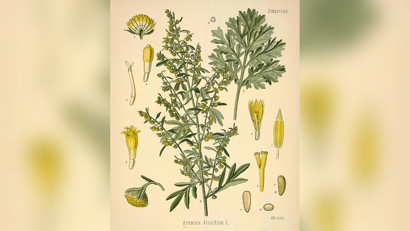 Botanical plate of wormwood with its flowers and seeds