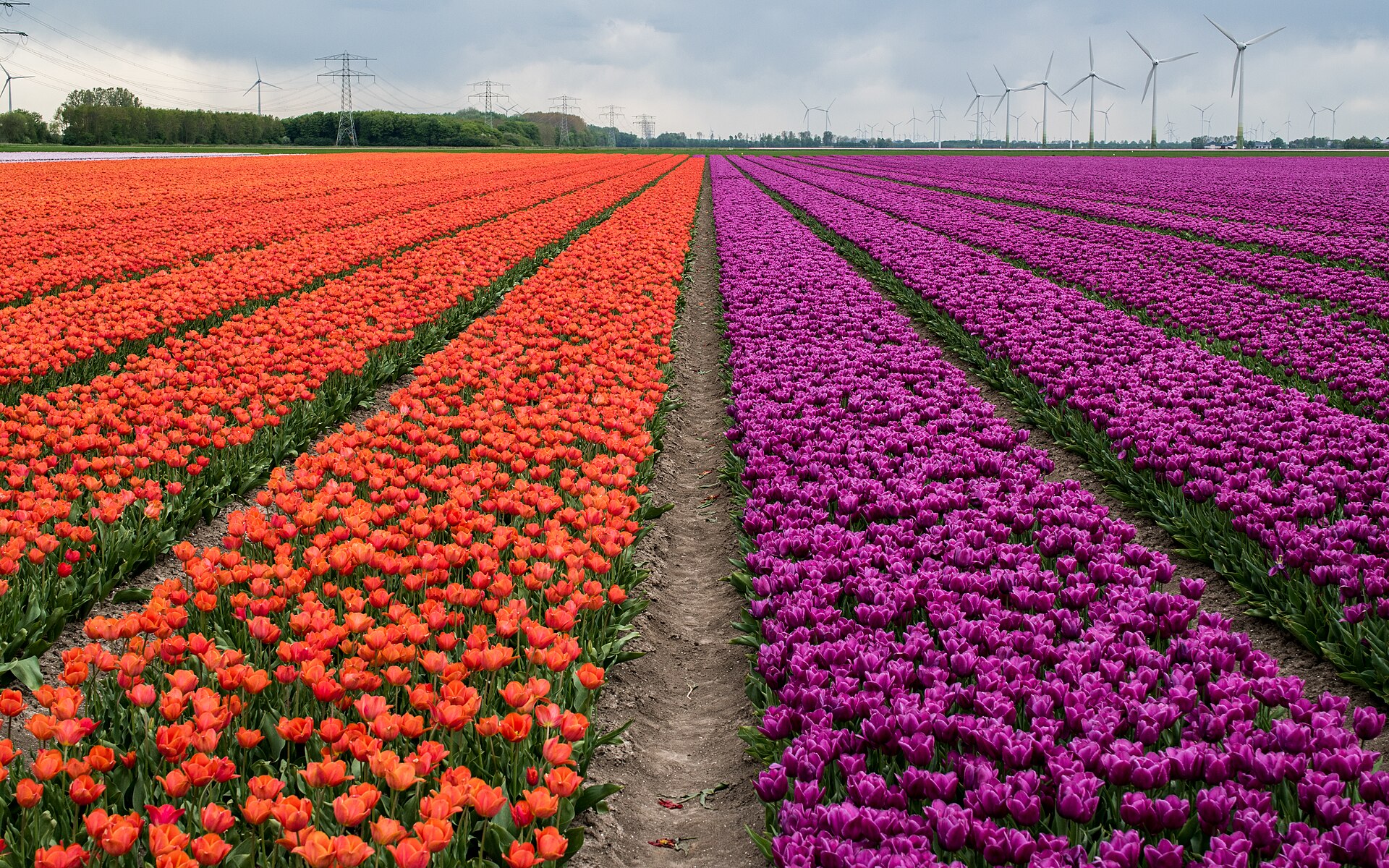 A Dutch tulip field in spring, split down the middle by a bare dirt path: rows of orange-red tulips on the left, rows of purple tulips on the right, with wind turbines and power pylons on the horizon