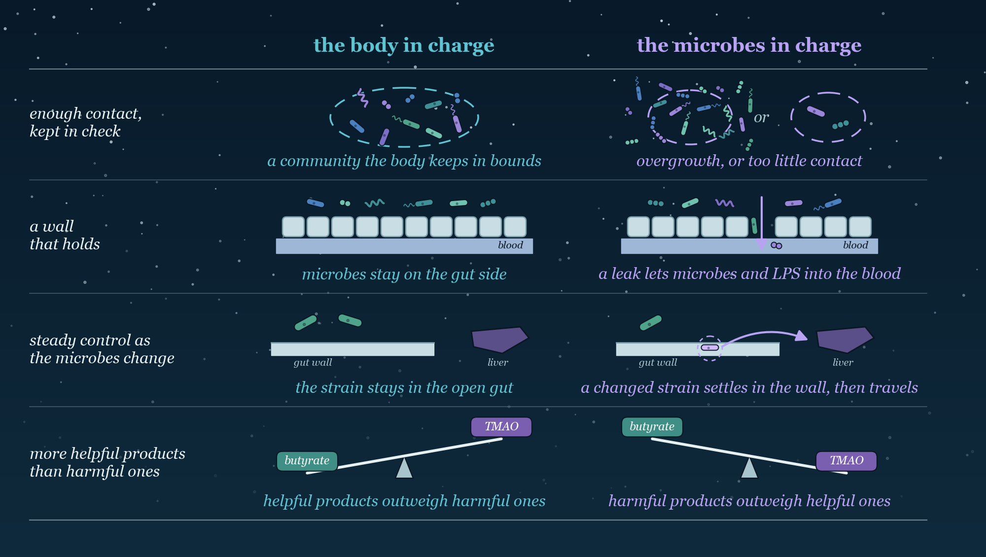 Two columns of four rows. On the left, the body in charge: enough contact kept in check, a wall that holds, steady control as microbes change, more helpful products. On the right, the microbes in charge: too little contact or overgrowth, a leaking wall, strains that turn harmful, more harmful products