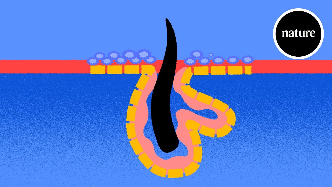 Flat drawing of skin in cross-section, a black hair rising from a pink follicle lined with yellow cells, small blue microbes crowded along the red surface on either side