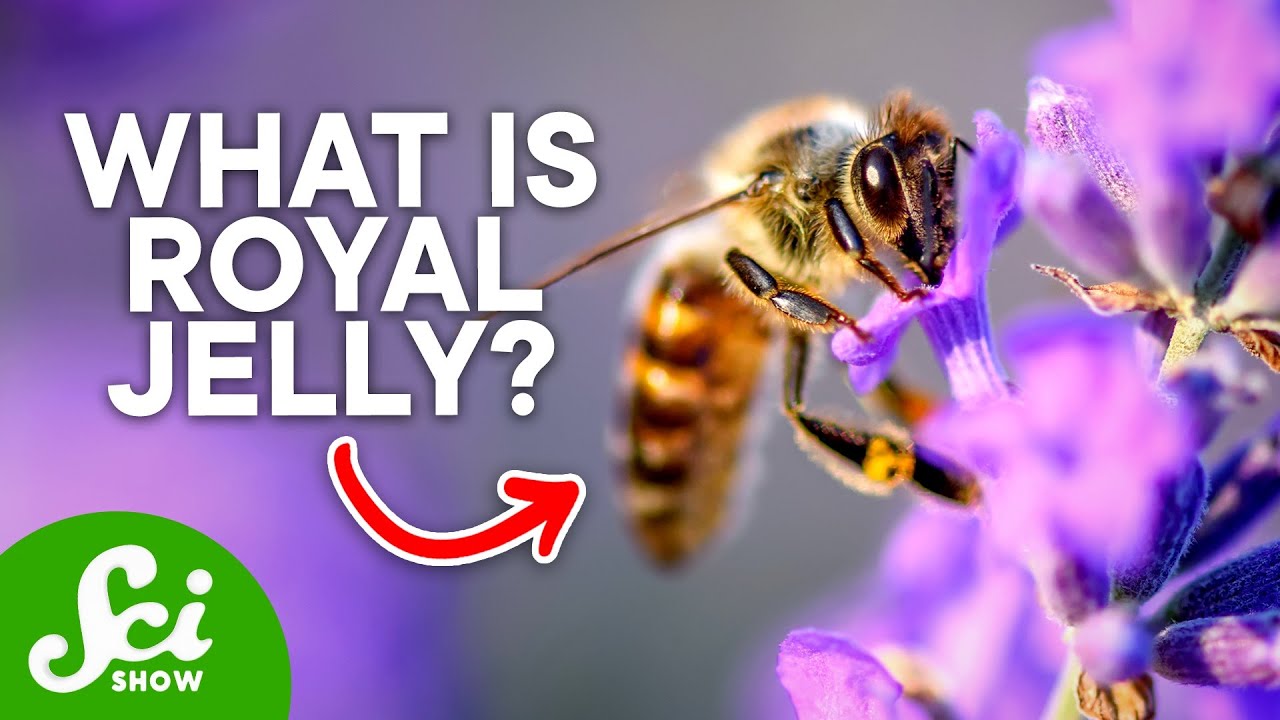 A honeybee on a purple flower beside the words What is royal jelly?
