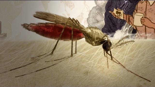 Illustration of a mosquito, swollen with blood, feeding on skin
