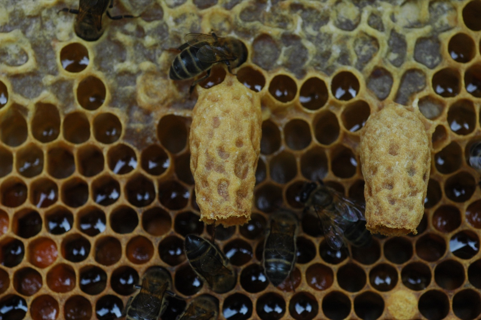 Two long, bumpy wax cells, shaped like peanut shells, hang side by side from a honeycomb. Around them, cells of dark amber honey shine, and a few worker bees crawl over the comb