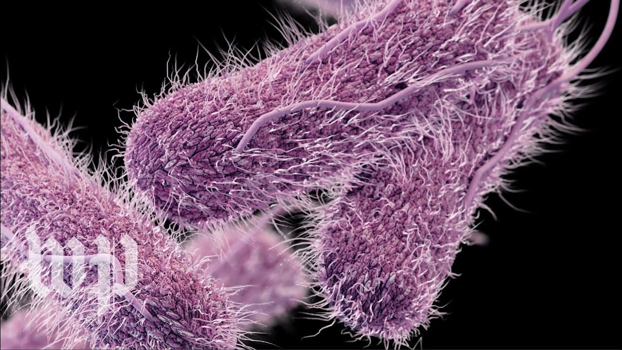 Rod-shaped Salmonella bacteria rendered in purple, covered in fine white hairs and trailing long whip-like tails, against black, with a Washington Post logo at lower left