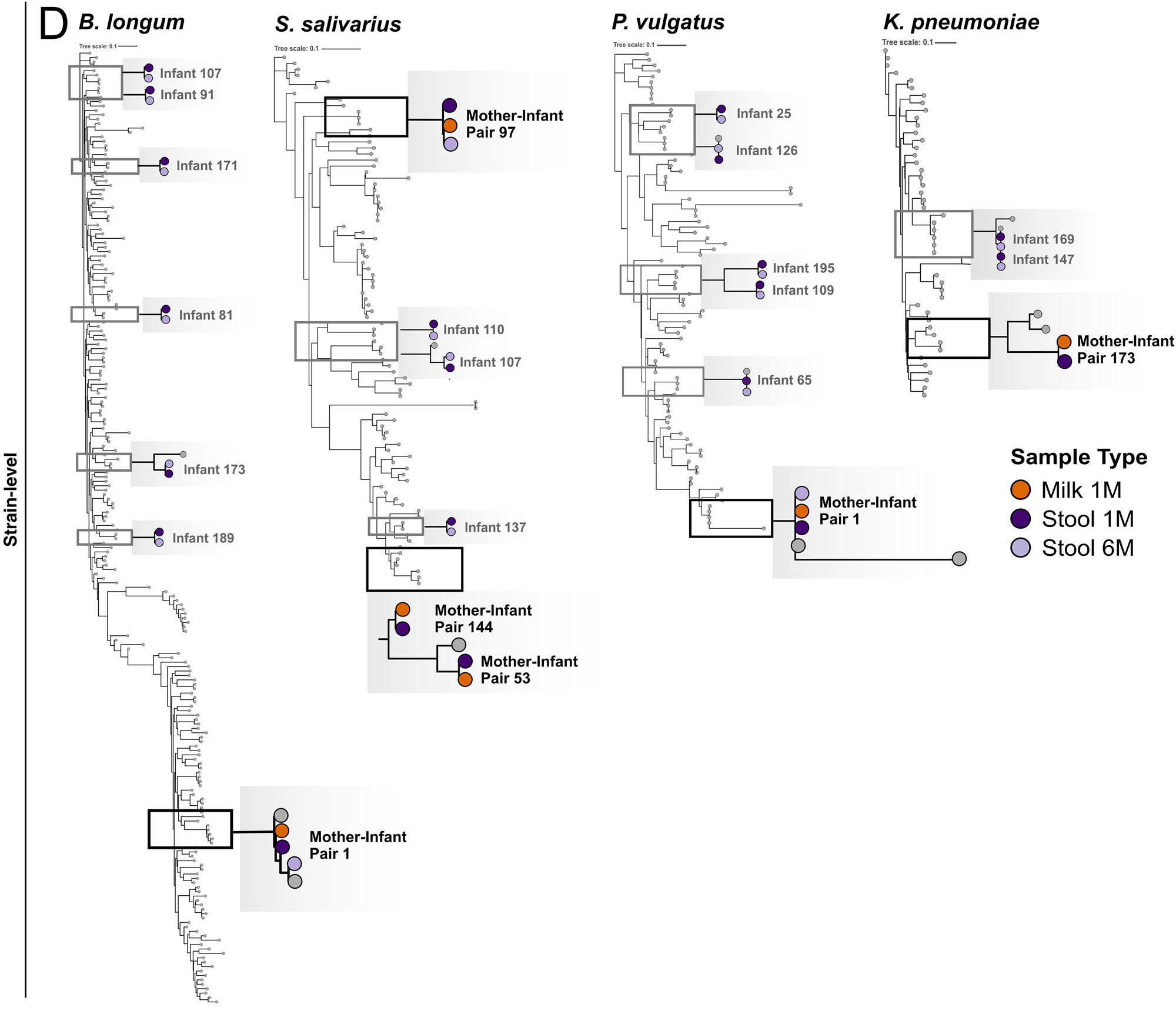Ferretti et al. (2025), Fig. 3D, cropped: family trees of four species, with six matched strains, each a mother’s milk and her baby’s stool on one branch.