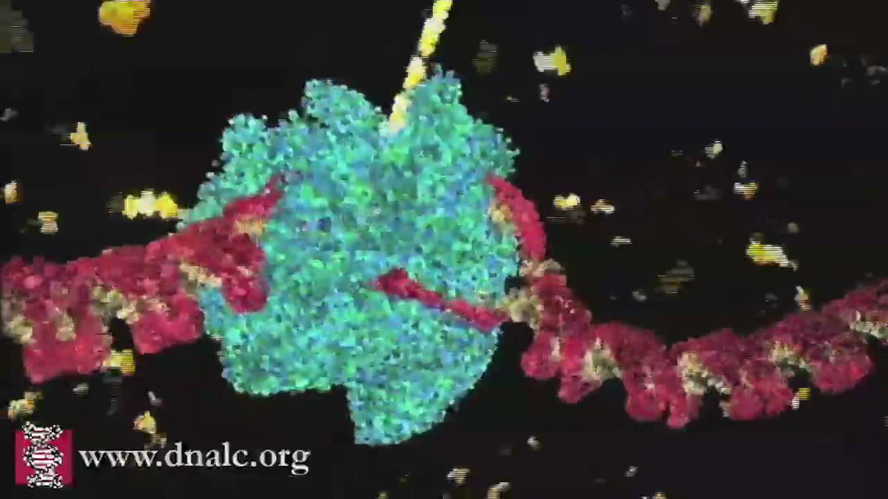 A blue-green molecular machine clamped onto a red strand of DNA against a black background, yellow building blocks drifting around it