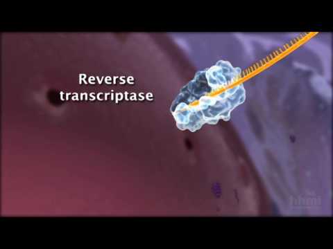 A pale blue enzyme labeled reverse transcriptase, trailing an orange strand, inside a purple cell