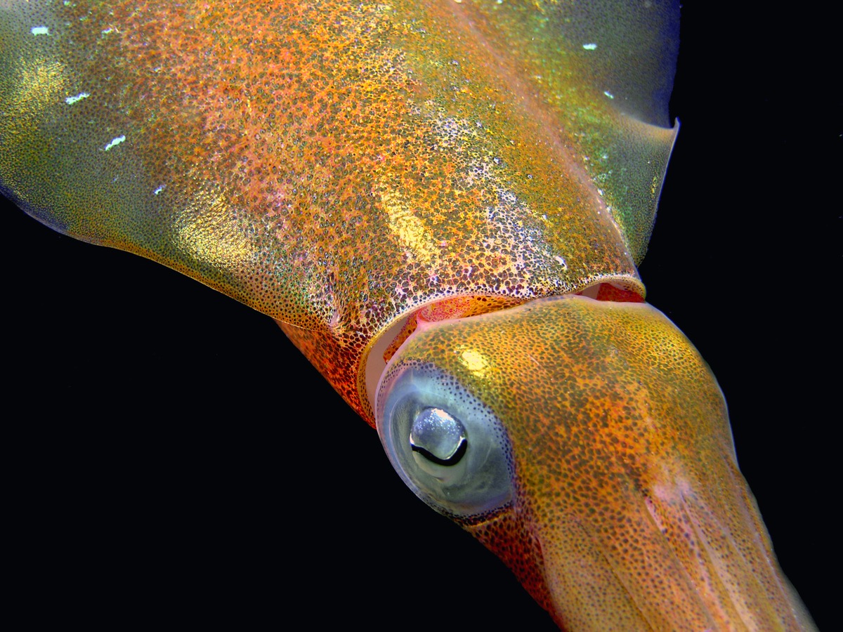 Close-up of a Caribbean reef squid against black water, its mantle and head flecked with iridescent orange, gold and green